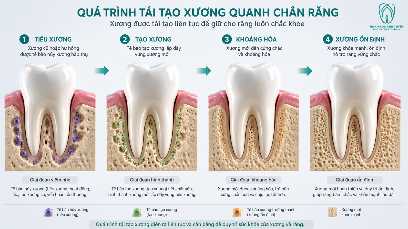 Mô phỏng 3D quá trình di chuyển răng và tái cấu trúc xương hàm