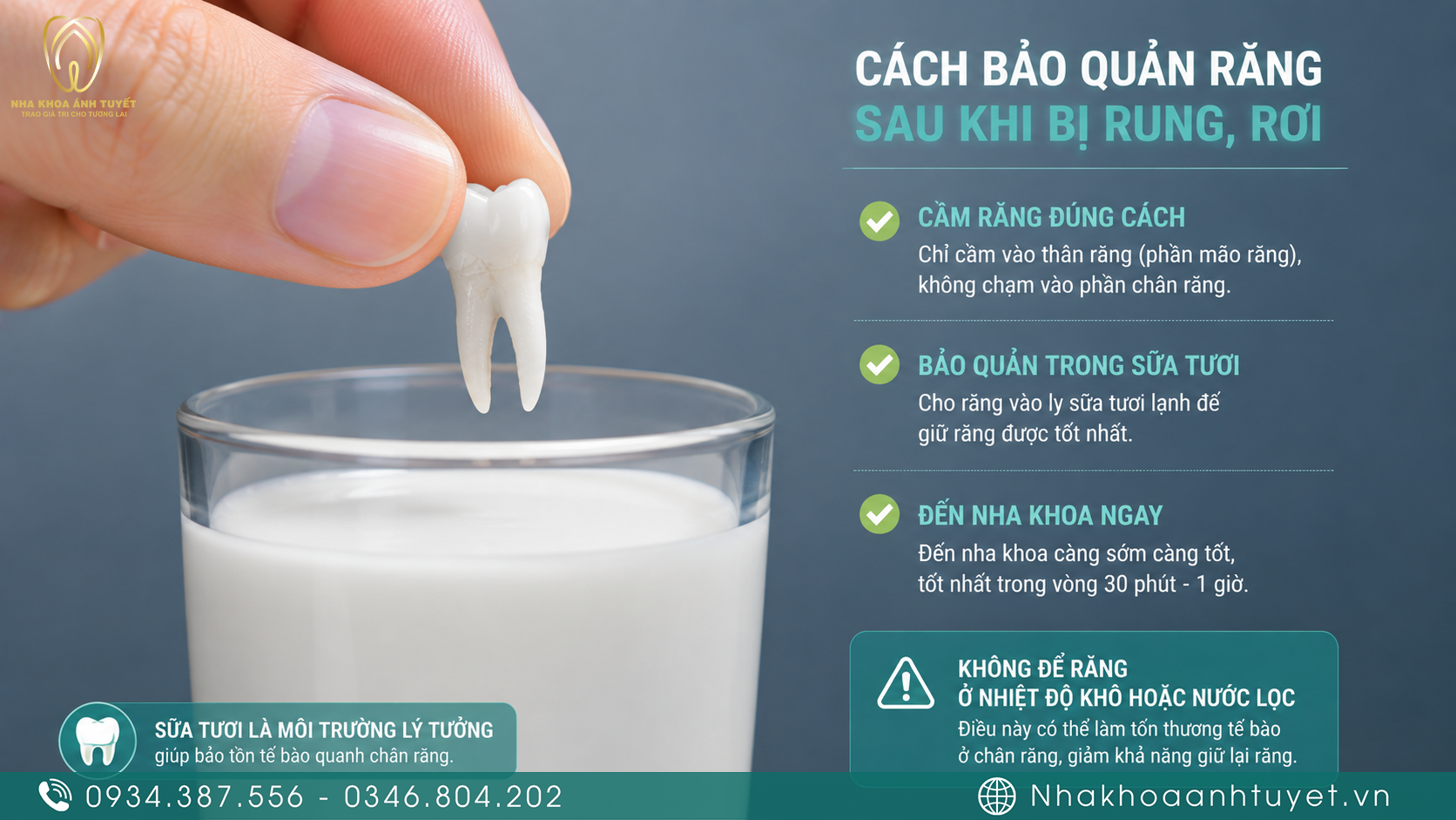 Hướng dẫn cầm đúng thân răng và ngâm bảo quản răng bị rơi trong sữa tươi không đường