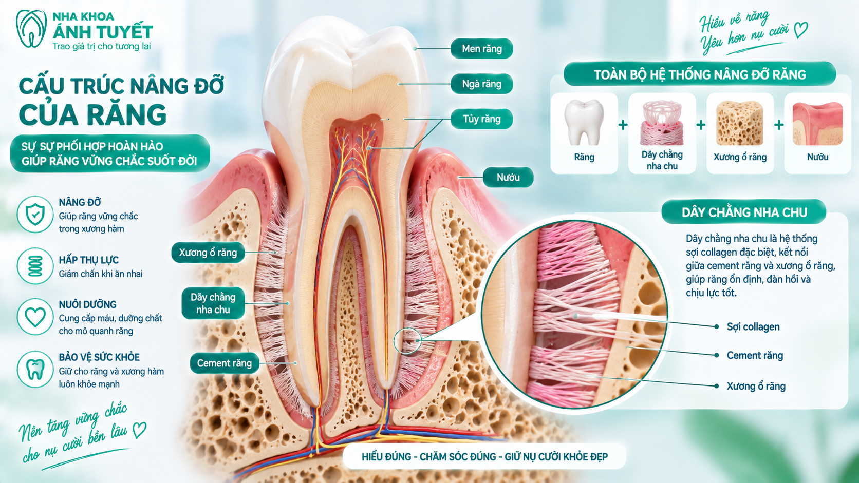 Mô phỏng 3D cấu trúc xương ổ răng và dây chằng quanh răng cần thời gian tái tạo sau chỉnh nha