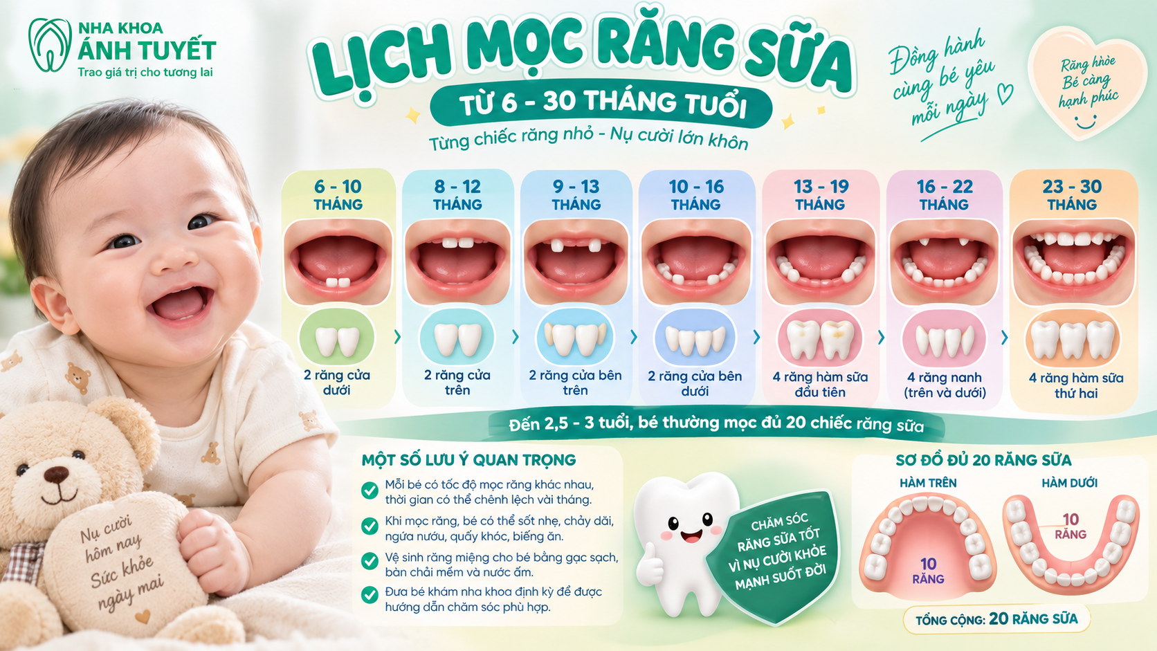 Sơ đồ mô phỏng mốc thời gian mọc răng sữa chuẩn Y khoa ở trẻ em