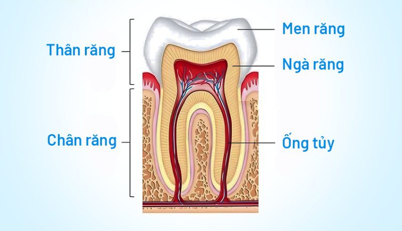 tủy răng là gì